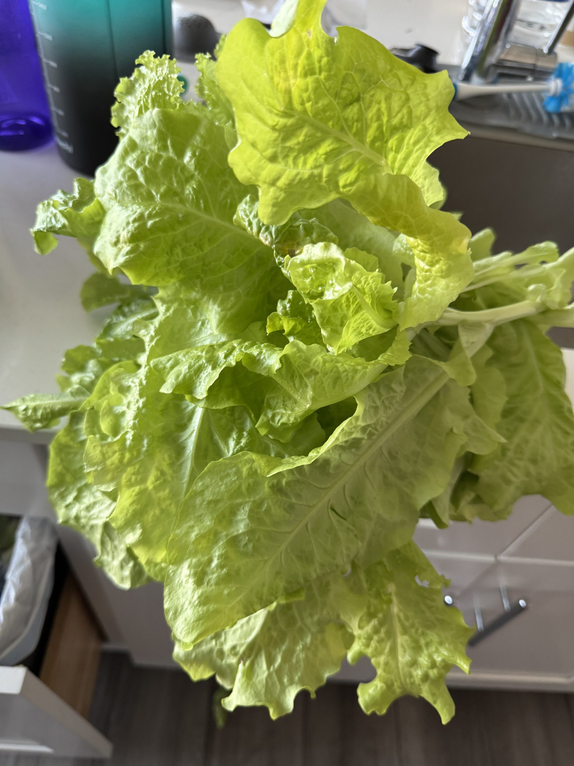 Scaled-Lettuce-Recall