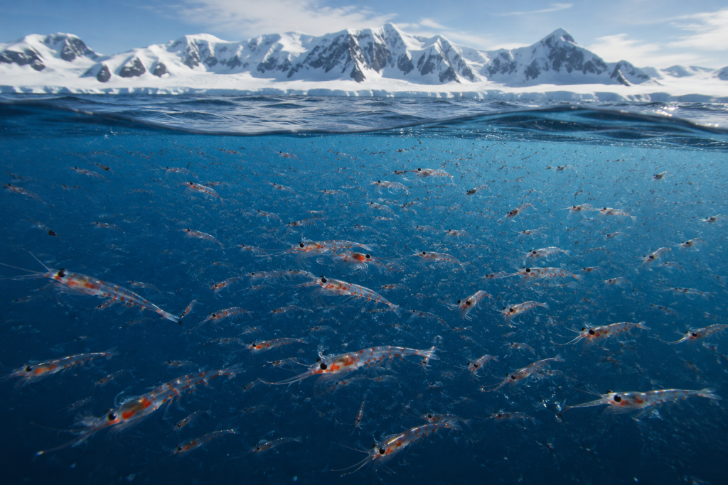 Antarctic krill swarm in cold Southern Ocean waters