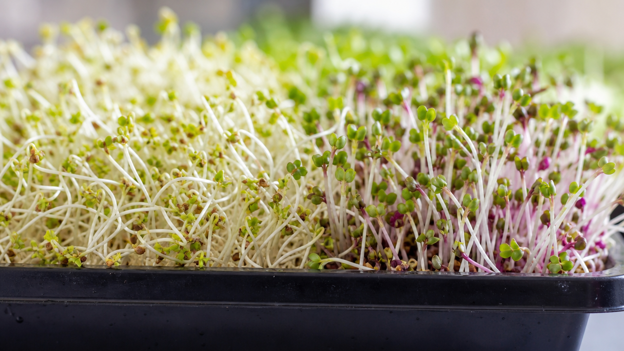 Close-up of fresh alfalfa and radish sprouts growing in a production tray